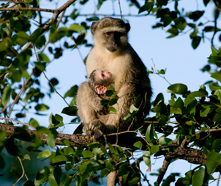 It's easy to combine family-friendly adventure on the Garden Route with a malaria-free safari in the Eastern Cape.