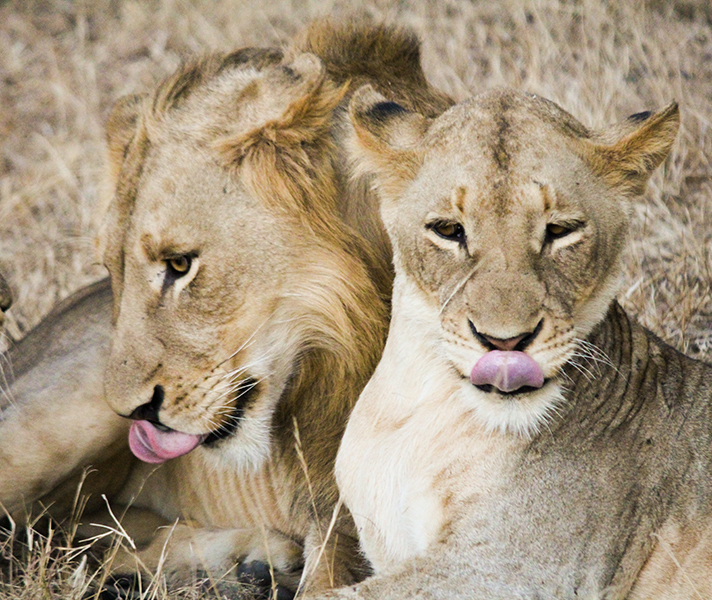 Kruger is home to the Big 5, making it a popular destination for both first time and seasoned visitors to South Africa.