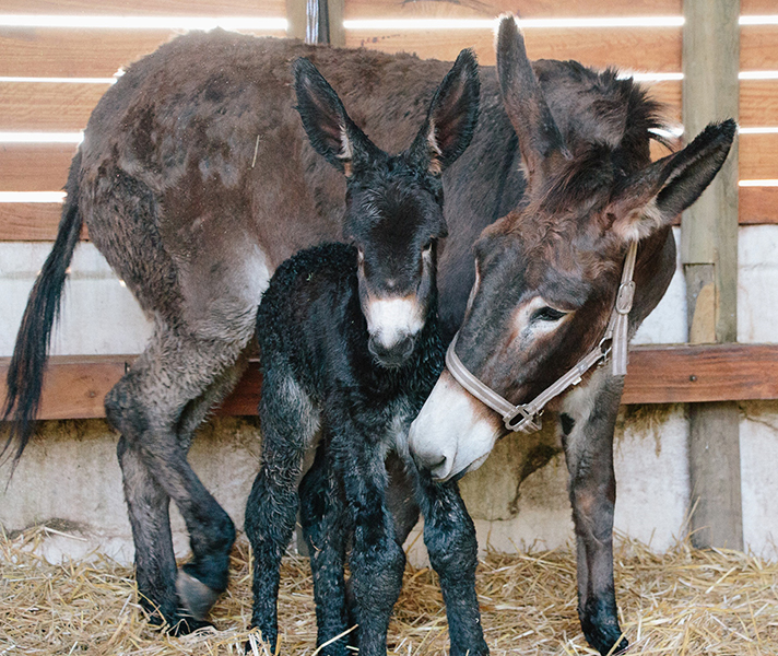 To celebrate the birth of Trompie the donkey, the staff created these fun masks that are perfect for framing back home!