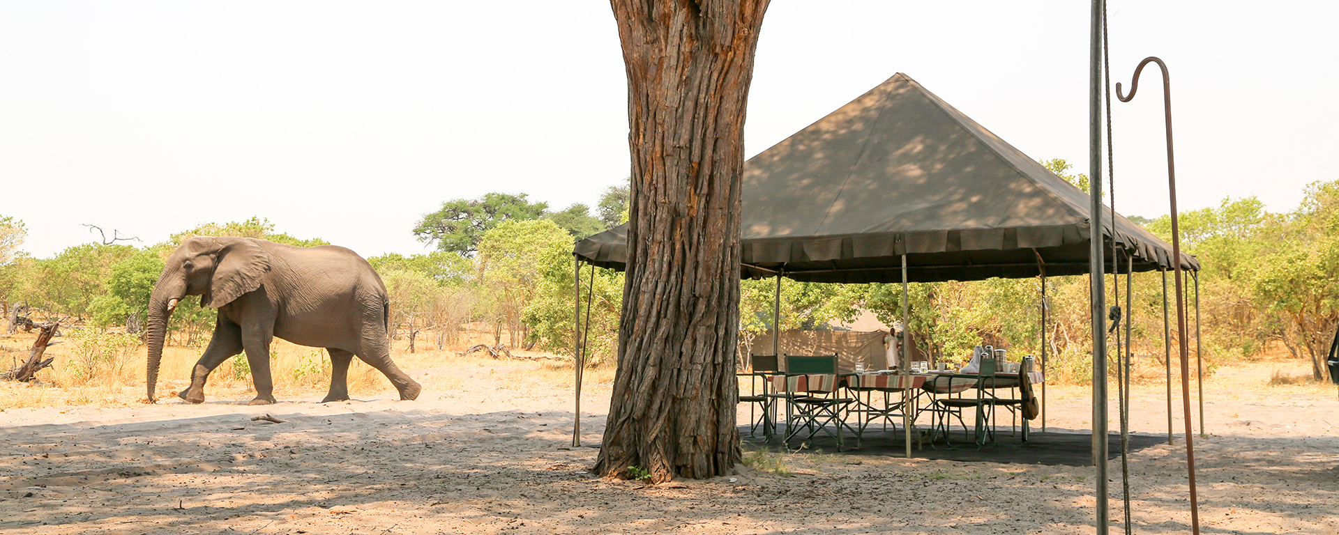 Animals are common in camps: they perceive the tents as immovable, impenetrable obstacles & will walk around them.
