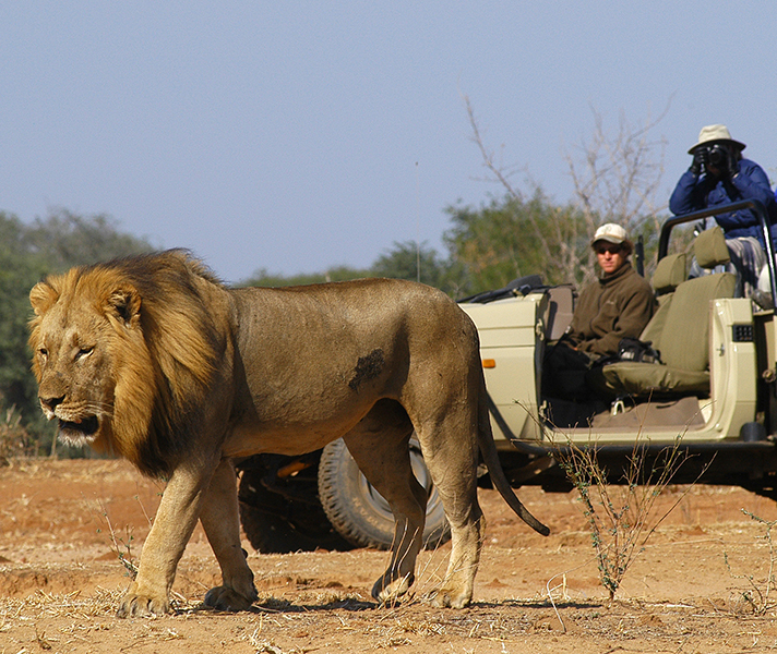 Classic 4x4 game drives will get you close to the action in comfort, while walking safaris are exciting for more active families.