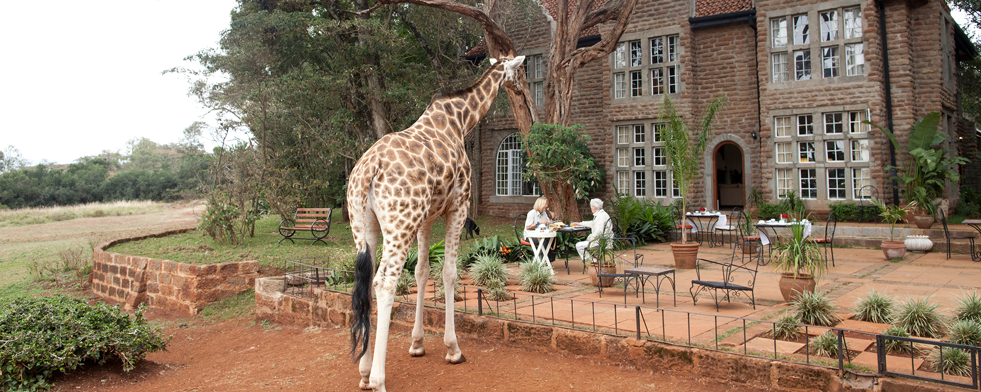 Don't be surprised if an endangered Rothschild's giraffe takes an interest in your breakfast at The Giraffe Manor in Nairobi.