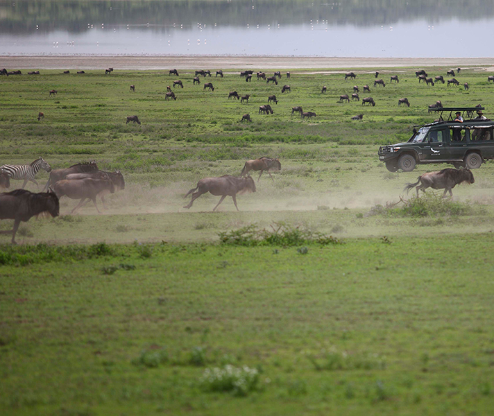 Know when to go to see the annual Wildebeest Migration in all its splendour.