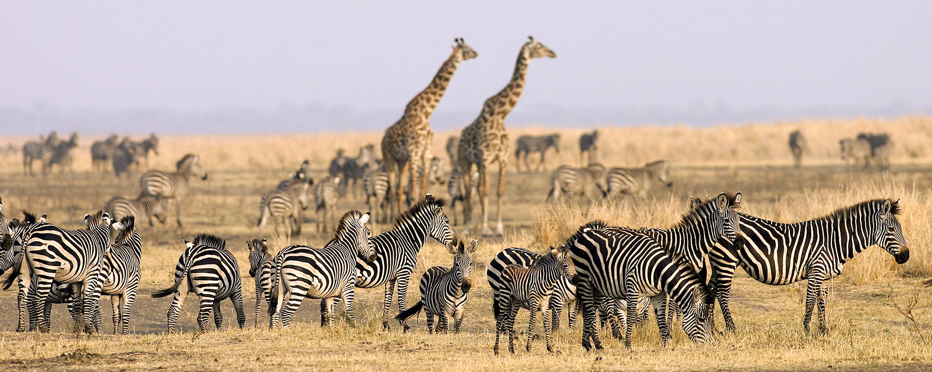 Kenya Safari Vs Tanzania Safari: Which One Is The Best For Safari?