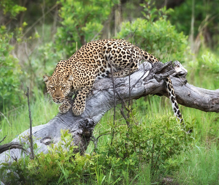 Hwange National Park has a fantastic reputation for predator sightings.