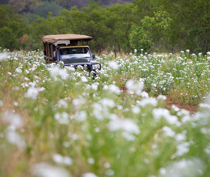 Kenya's lush flora explodes into life after the summer rains.