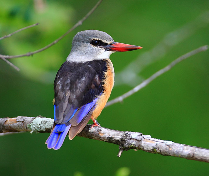 Summer rains transform the Okavango Delta from an excellent bird watching location to an absolutely sensational one.