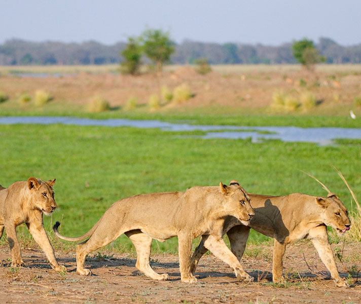 Wild and remote, Mana Pools is the Zambezi Valley's golden child.