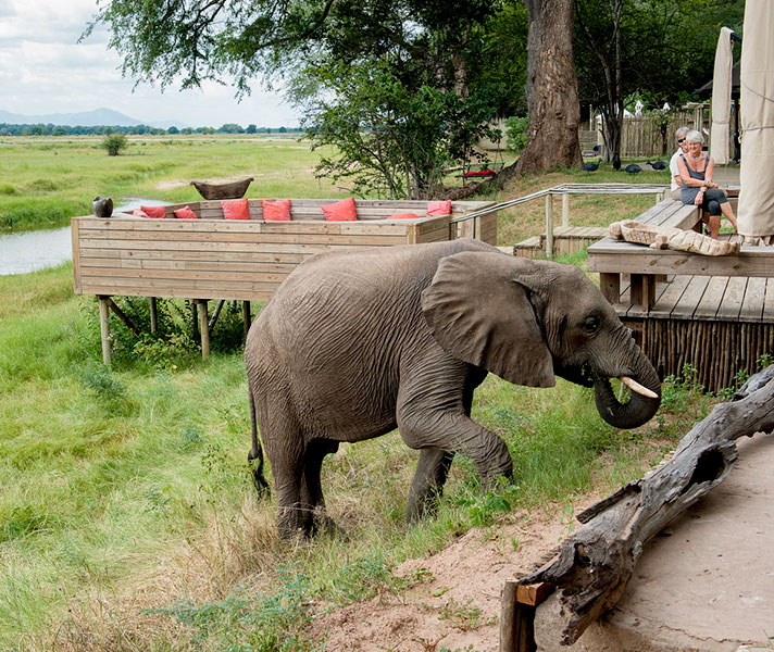 Many ellies can be seen at the Zambezi River's edge in Mana Pools – this one was photographed at Ruckomechi Camp.