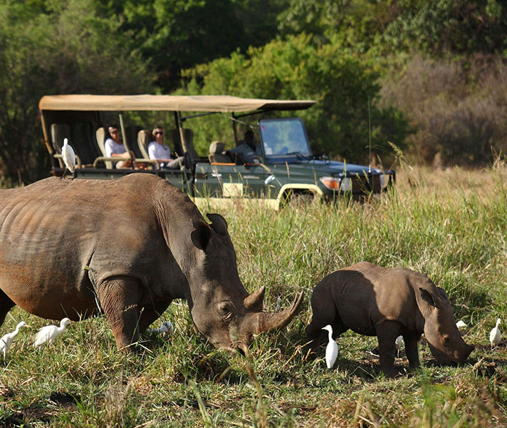 Babies! A typical scene on a Green Season safari in East Africa.