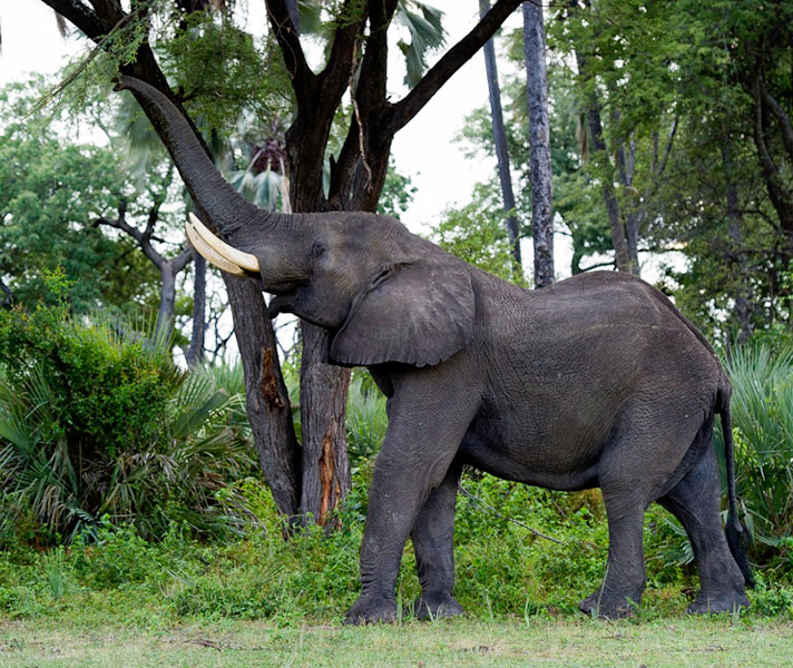 The rains transform Botswana's brown winter landscape into a startling green wonderland.