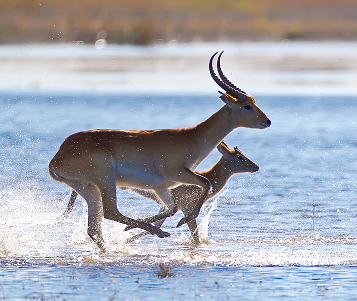 Botswana's antelope take advantage of the new greenery to give birth.