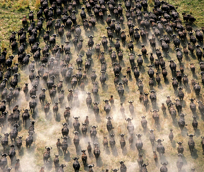 Observe the scale of massive herds from the air.