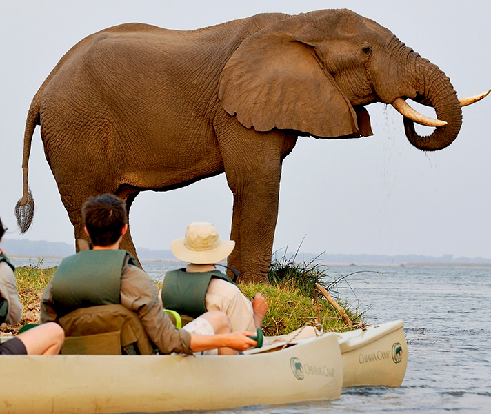 Elephants cross a river in Mana Pools Game Reserve in Zimbabwe, one of the best destinations for canoe safaris.