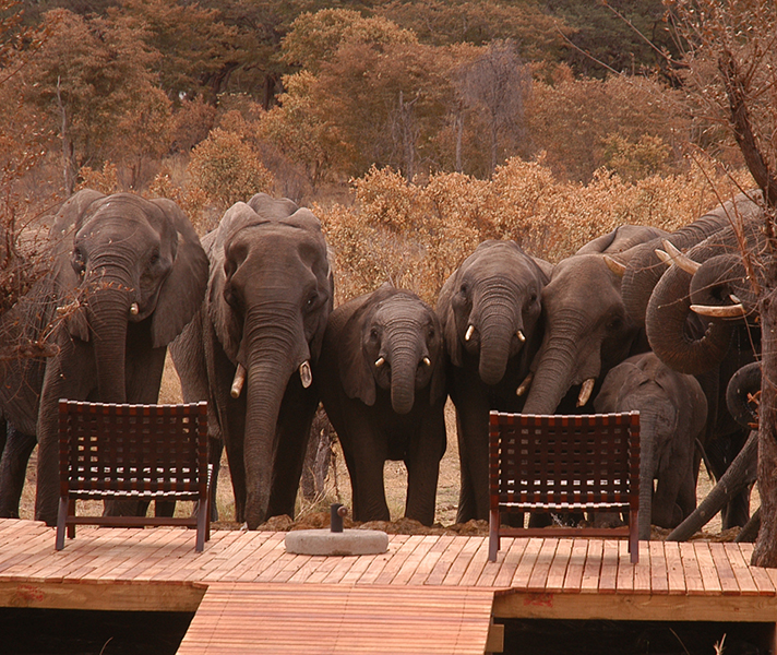 A highlight in Hwange was watching a herd of elephant drink their fill from the plunge pool just metres from our sundowner spot.