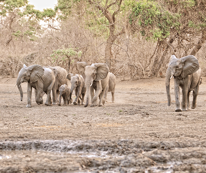 A family of elephants make their way down to the river in Mana Pools National Park.
