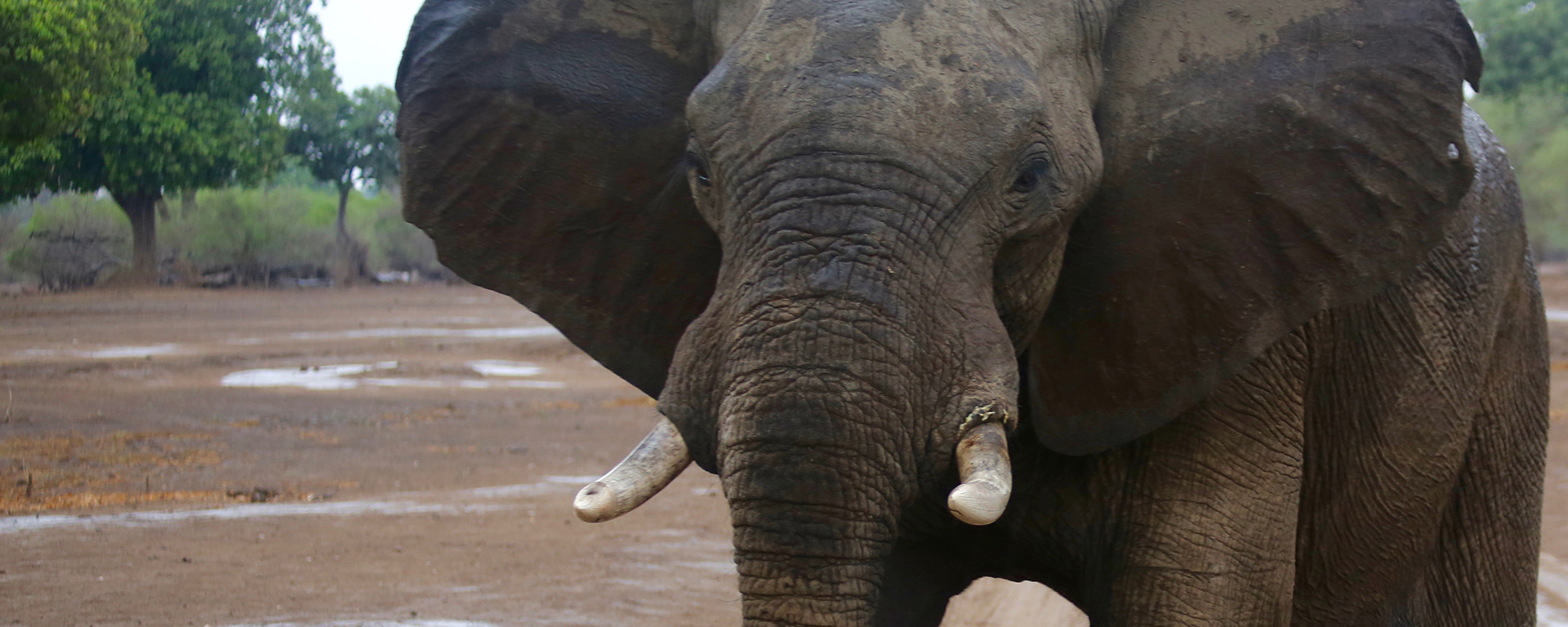 Zimbabwe is an exciting, off-the-beaten-track safari destination, ideal for return travellers to Africa.