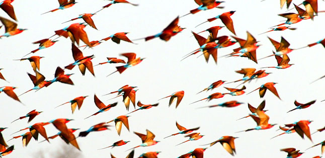 A Green Season Safari Guide - a flock of Carmine Bee Eaters