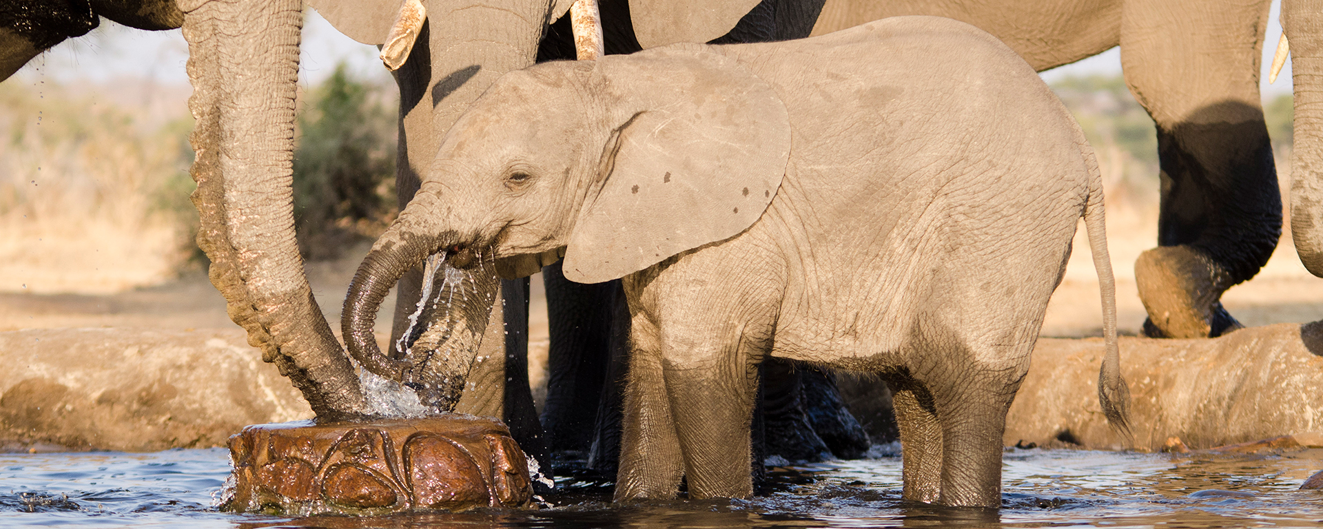 A baby elephant enjoys fresh water from a man-made spring in the Chobe.
