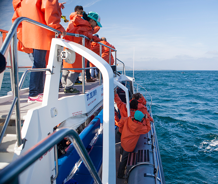 Boat-based whale watching allows you get up close to all the action.