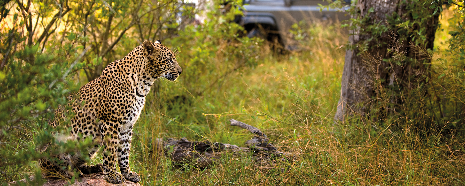 Combine your beach getaway with a thrilling safari experience.