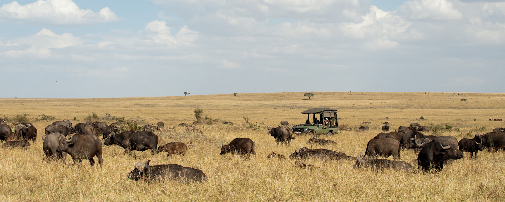 A herd of buffalo in search of new grazing in the dry Mara.