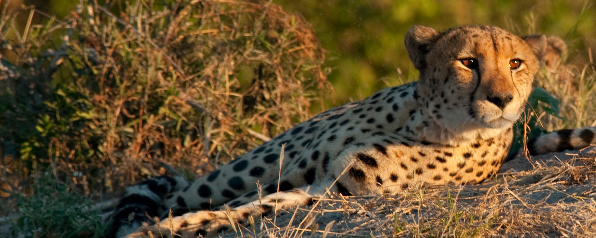 An Eastern Cape safari is fantastic for game viewing in September.