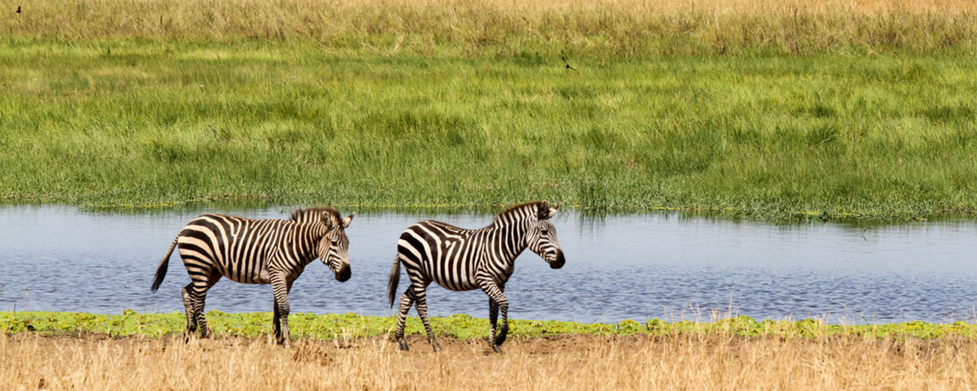 Game concentrates along river banks in the dry months, making for easier sightings.