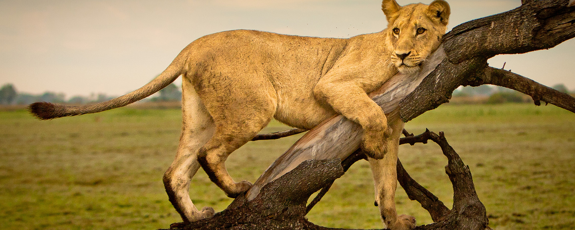 Take the plunge & invest in a good camera so you can can record once-in-a-lifetime safari moments forever.
