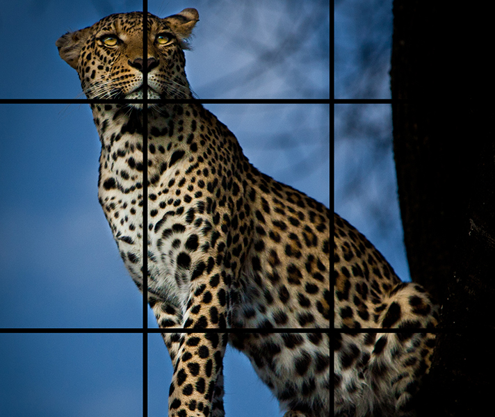 The grid effect on a photograph.