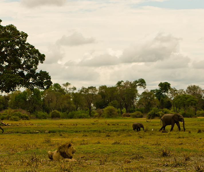 What an opportunity! Capturing two of the Big 5 in one shot.