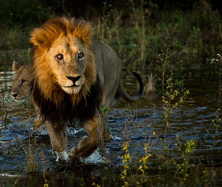 Waiting for the right moment can give you a 'magic' shot! This male lion was perfectly lit up in the rising sun as he crossed a channel in the Delta.