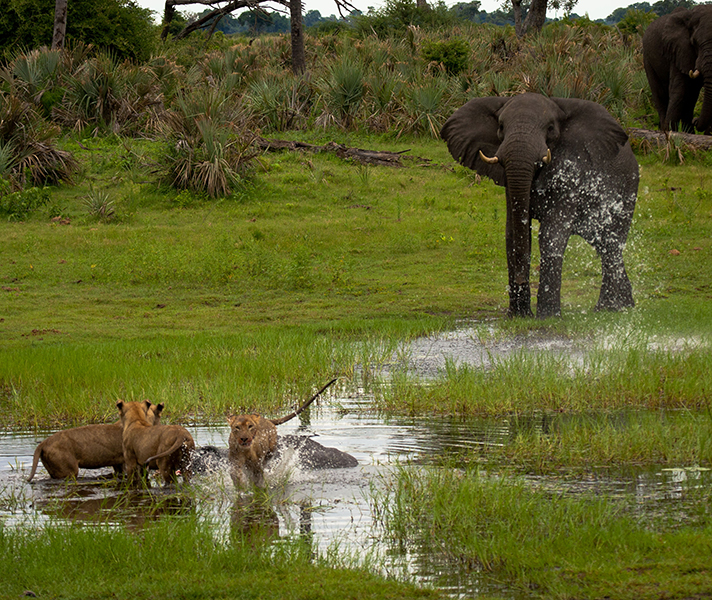 A higher ISO ensures a faster shutter speed to capture sudden movements.