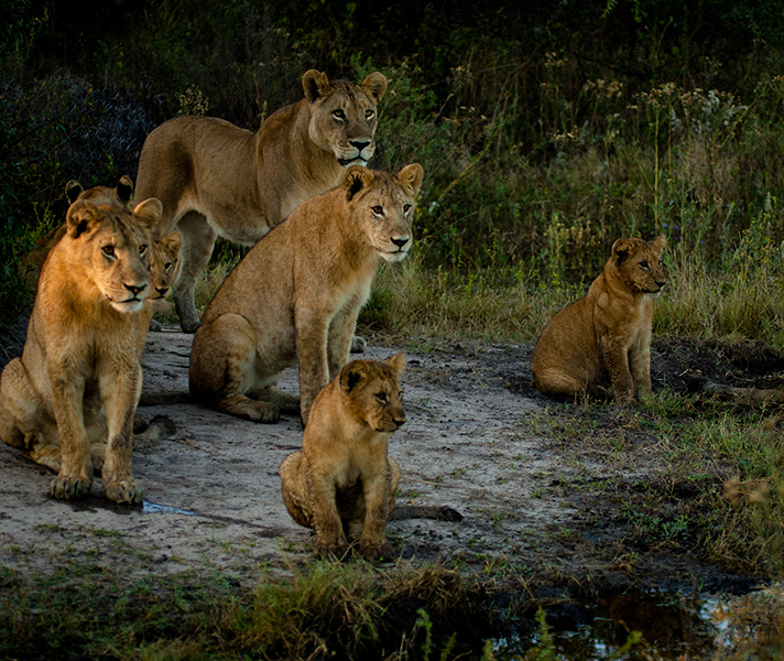 This waiting pride looked like they could have sprung into action at any time.