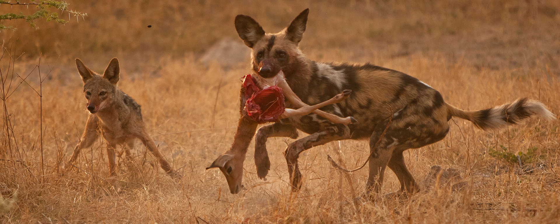 Wild dog kills happen very quickly & not always out in the open. Being ready to capture it at the right time is key to that perfect shot.