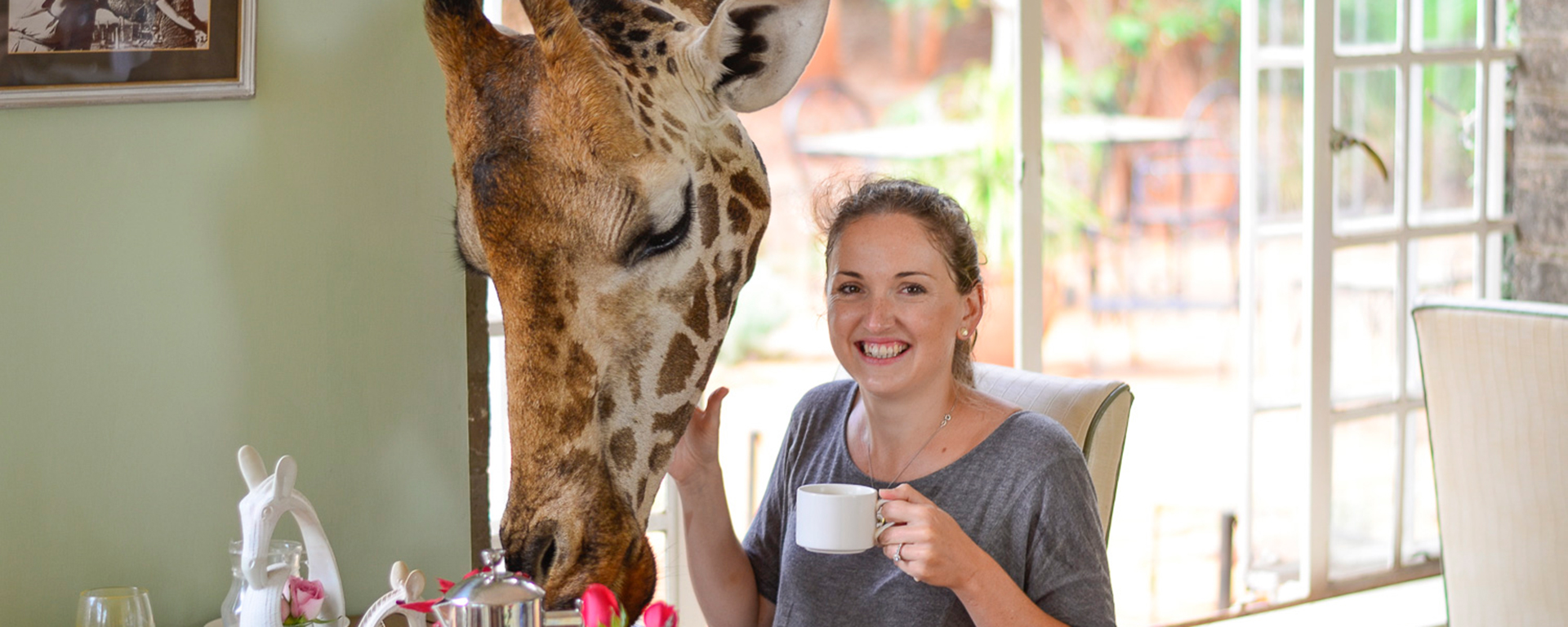 A friendly giraffe nibbles a guest's breakfast at Giraffe Manor in Kenya.