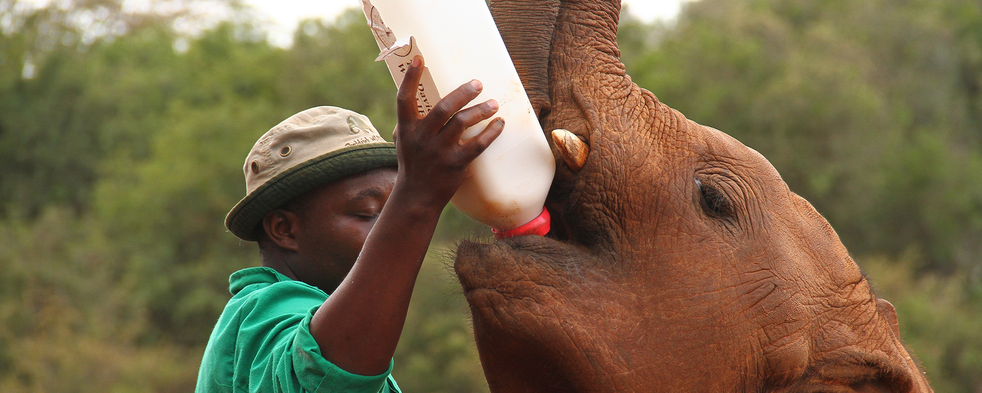 The Daphne Sheldrick Animal Orphanage looks after abandoned & orphaned calves before they are old enough to be released into the wild.