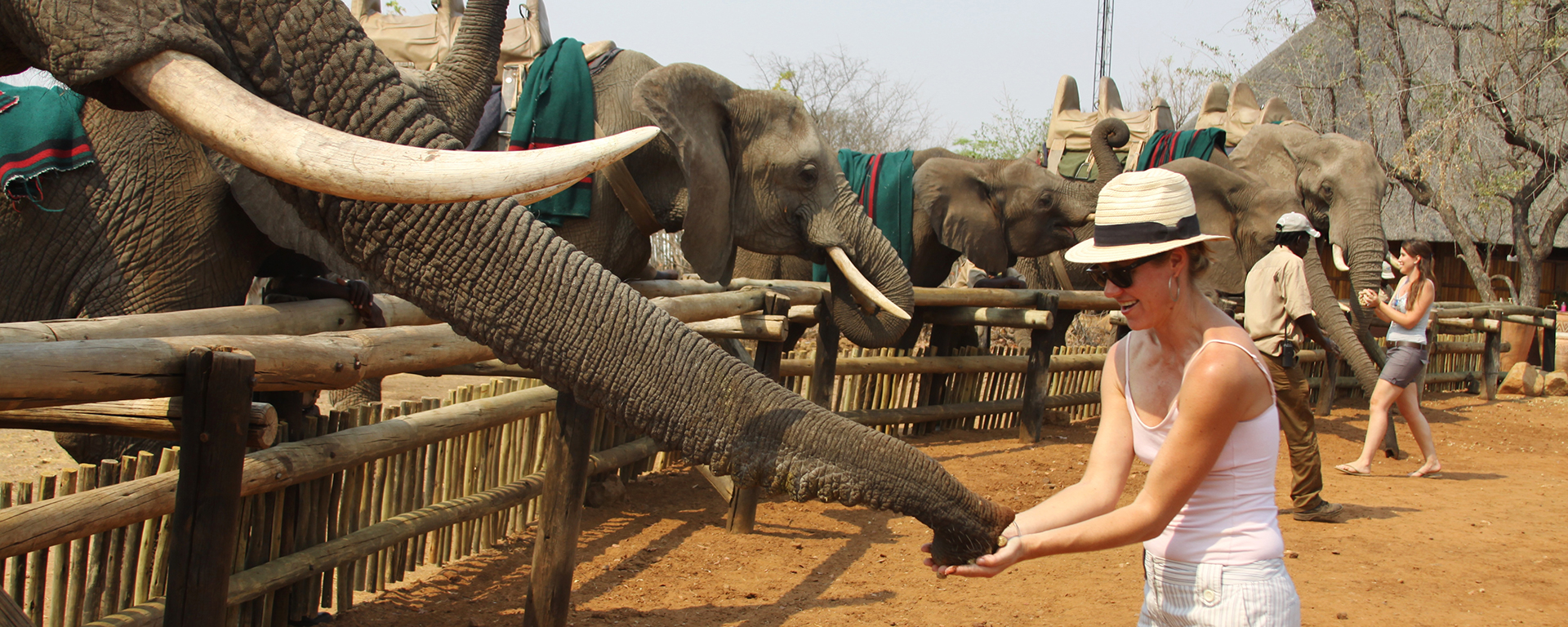 Go2African Angela feeding an elephant at the Wild Horizons Elephant Sanctuary in Victoria Falls.