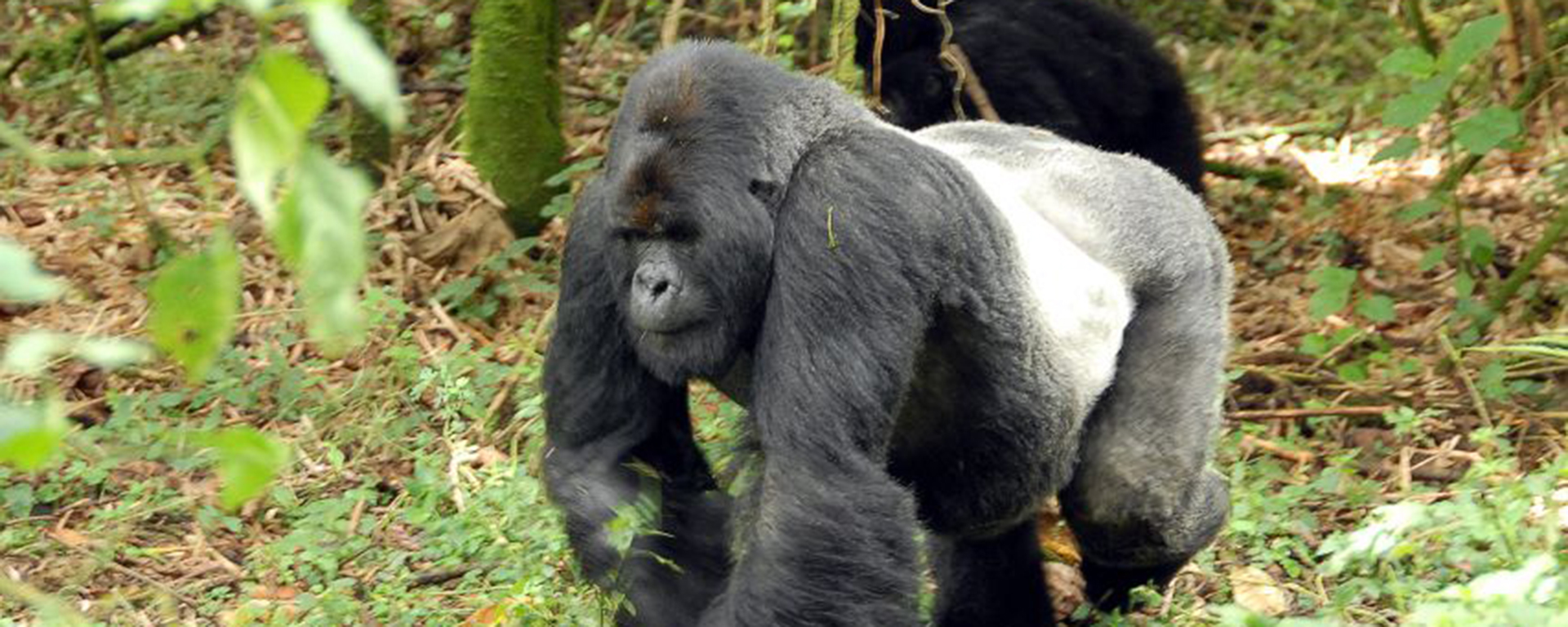 Seeing a silverback western lowland gorilla in the wild is an exceptional experience.