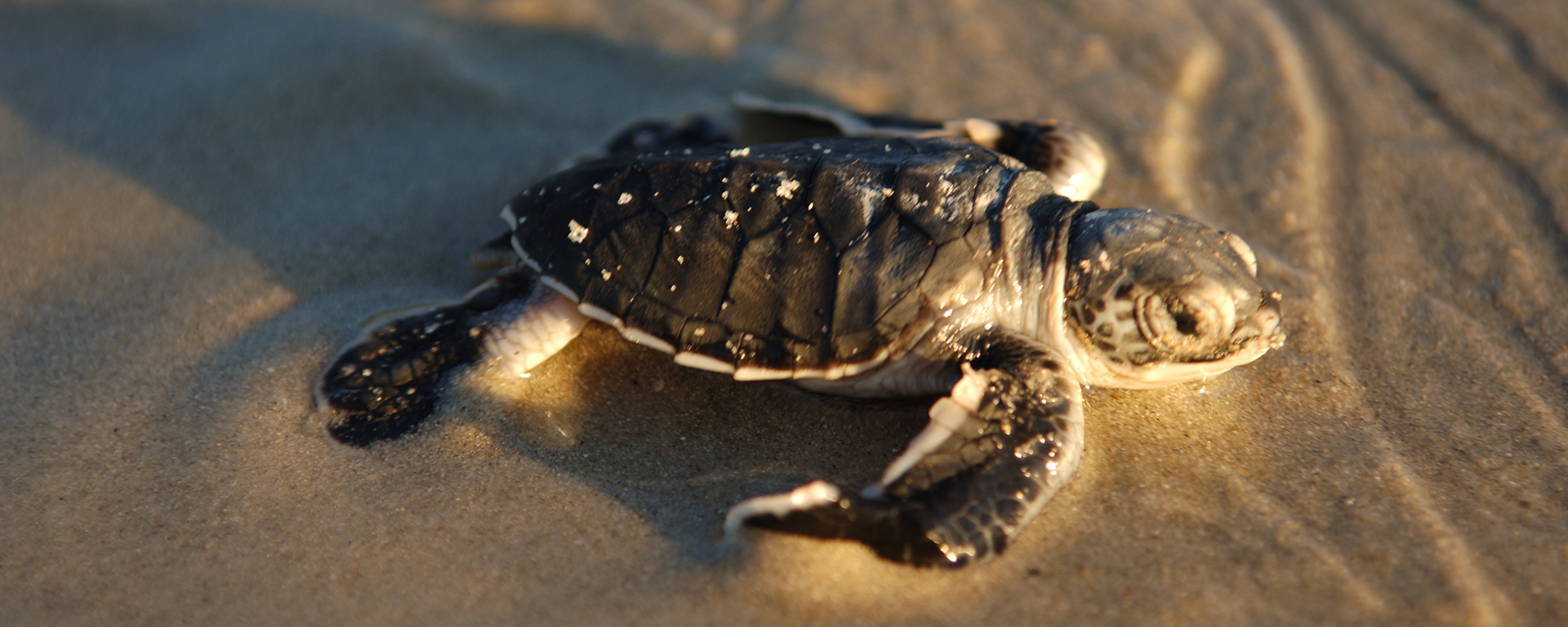 If you're there at the right time, watching baby sea turtles hatch and escape to the ocean can be an amazing encounter.