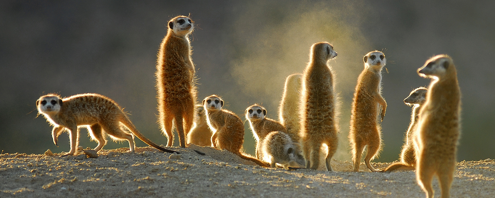 Africa is an ideal family destination: the little ones will be enthralled by meerkats!