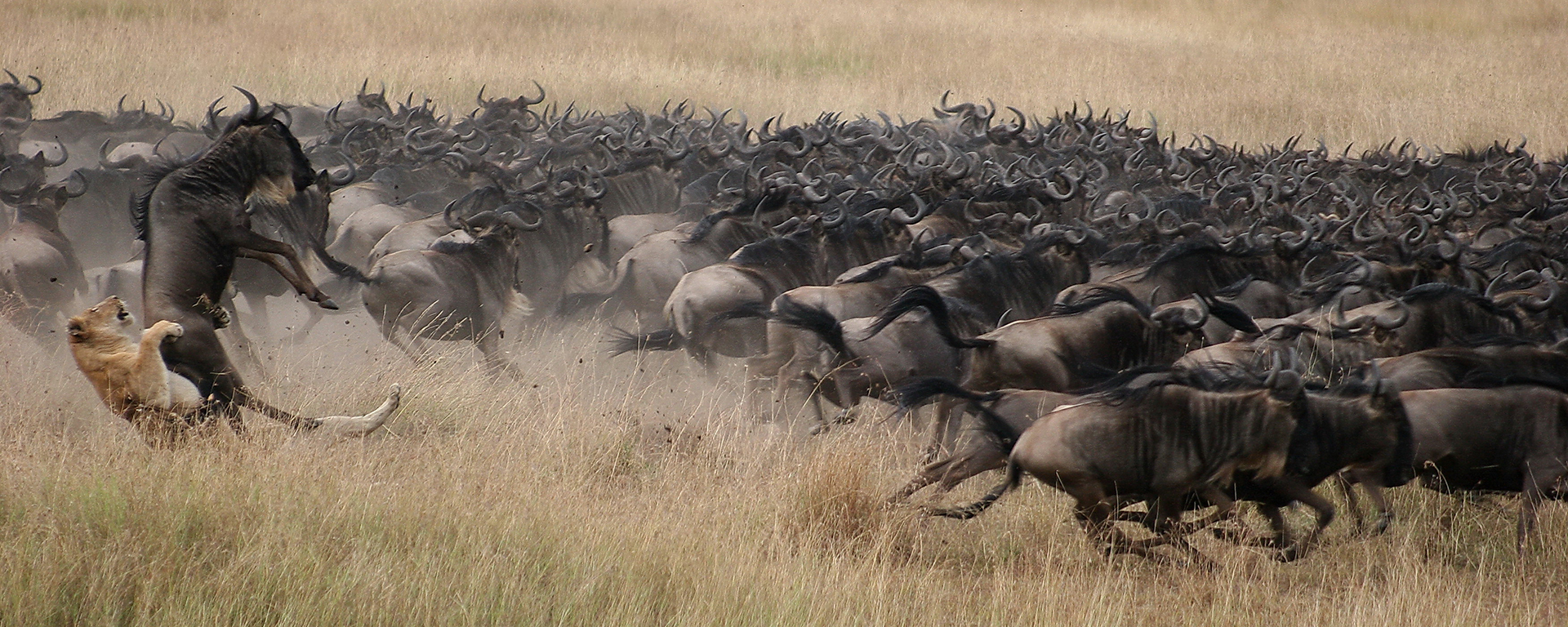 The plethora of wildebeest make for exciting action at Mara Plains Camp.
