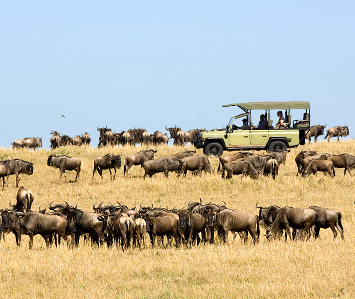 Catch the Migration in the southern Masai Mara & northern Serengeti.
