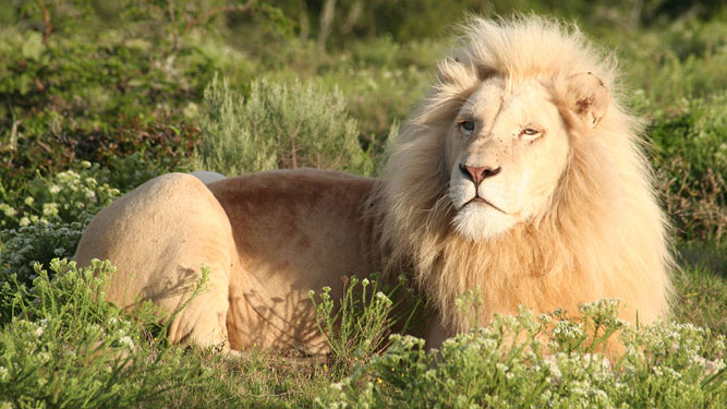 Where to go in Africa to See Lions