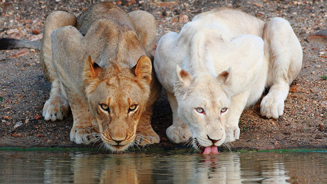 Where to go in Africa to See Lions