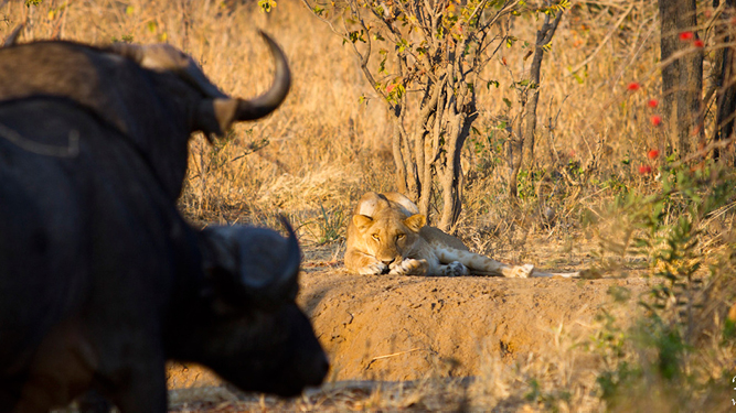 Where to Go in Africa to See Lions