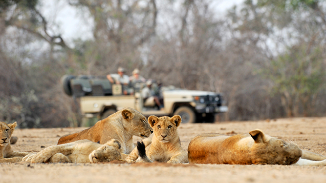 Where to Go in Africa to See Lions