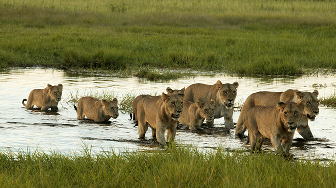 Where to Go in Africa to See Lions