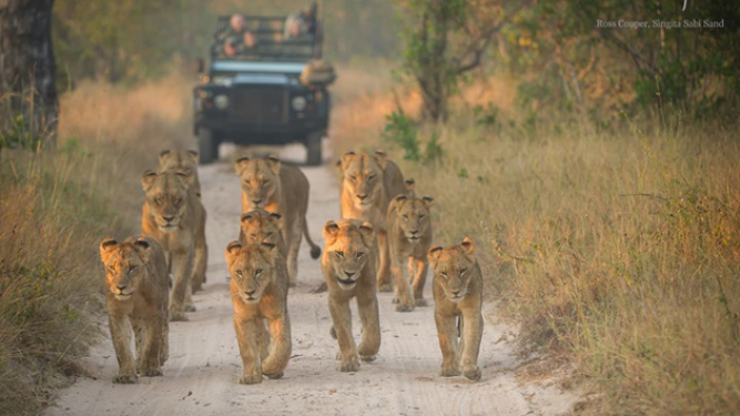 Where to Go in Africa to See Lions