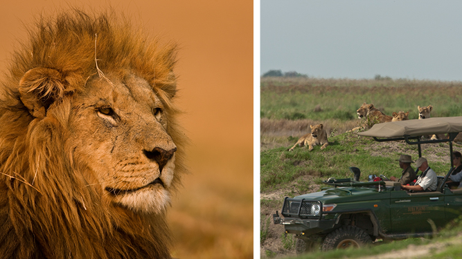 Where to Go in Africa to See Lions